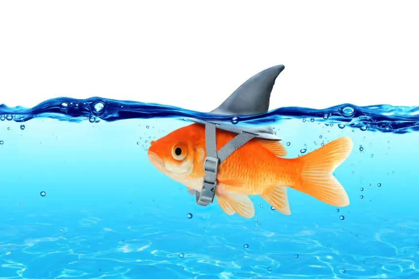 A goldfish swims just below the water surface, wearing a small shark fin attached to its back.